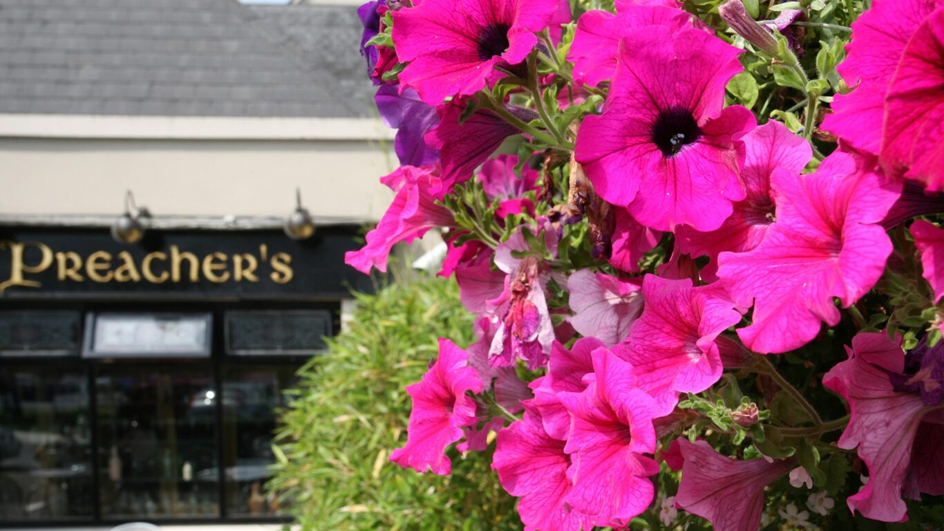 preachers-close-up-with-pink-flowers
