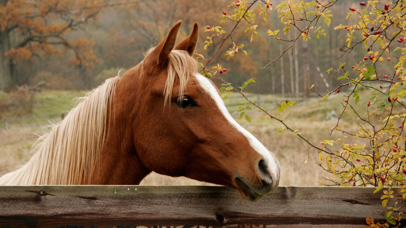 temple-gate-horse-riding-01